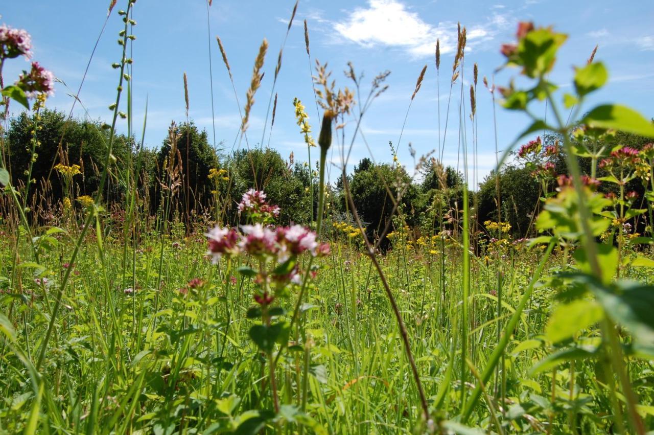 South Downs Eco Lodge & Camping East Meon Екстер'єр фото